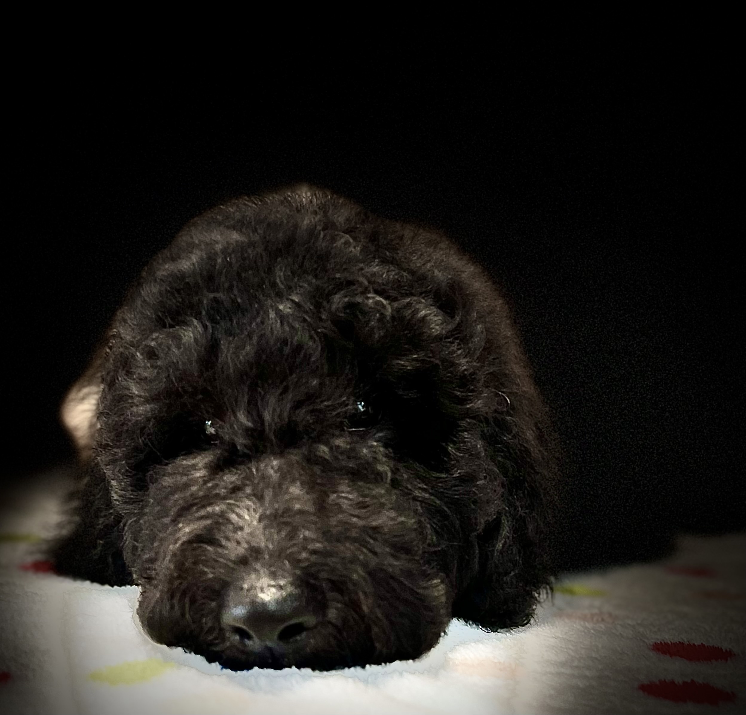 TEDDY VAN TIM