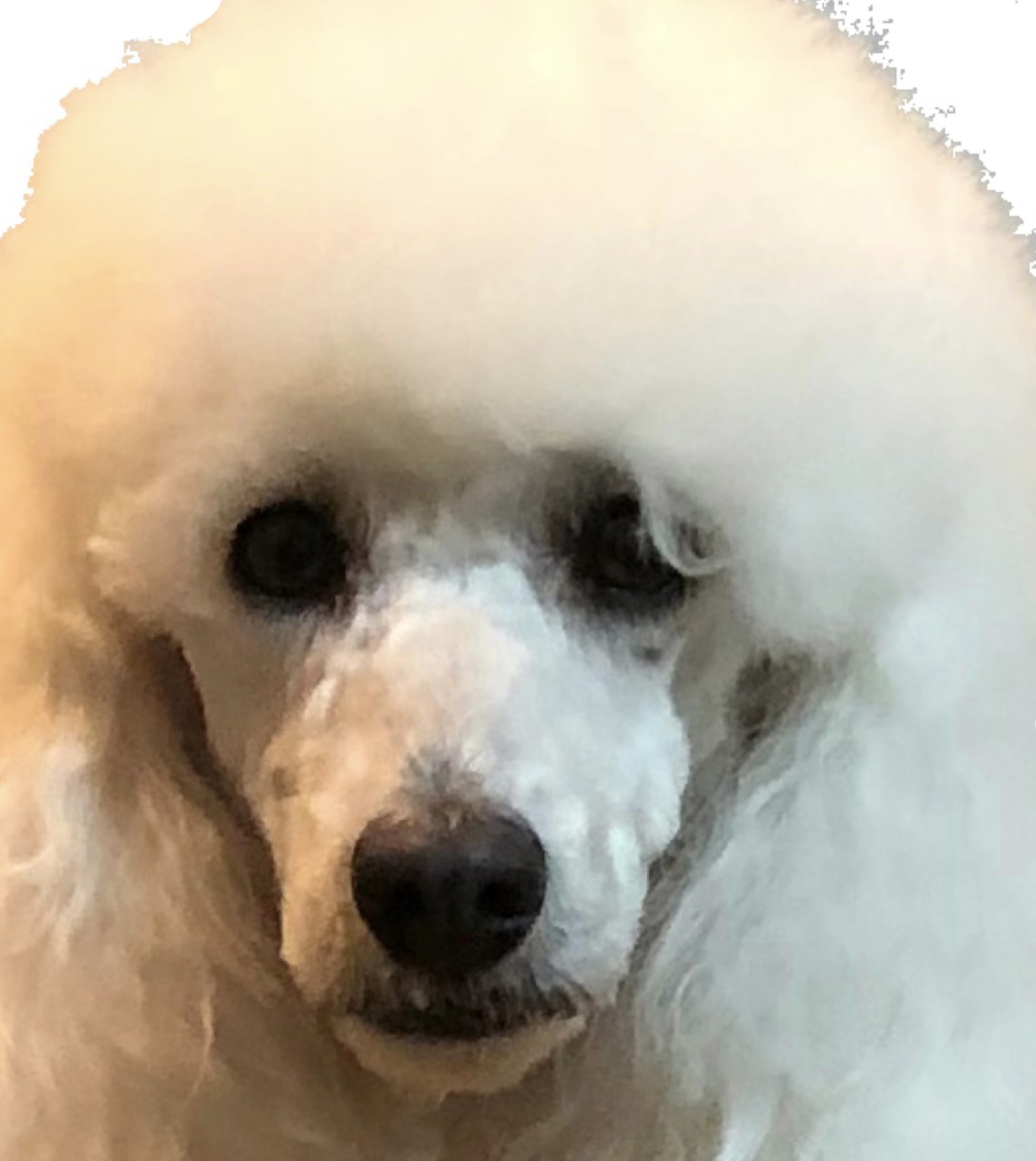 YUKI VAN TIM